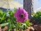 PURPLE AFRICAN CAPE DAISY Dimorphotheca FlowerÂ , Osteospermum fruticosum, trailing African daisy, shrubby daisybush, Calenduleae